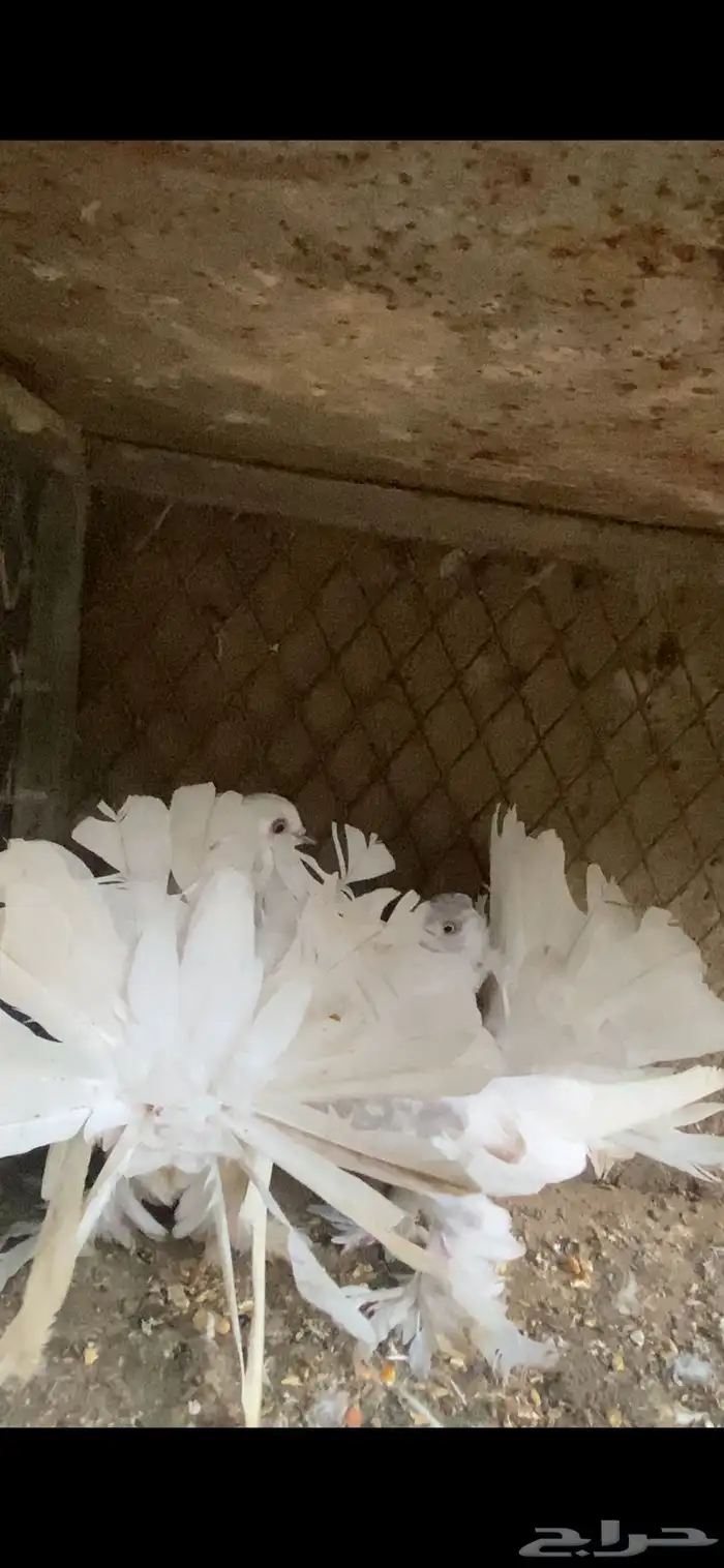 زوج رقاص هندي مستوى توب وحجم وصحه شرط 1