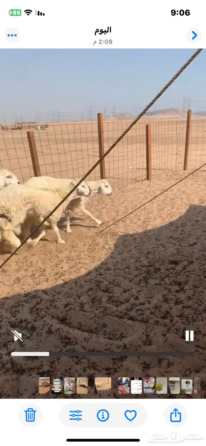 6 طليان في فيديوا واحد 4 منها للبيع 2