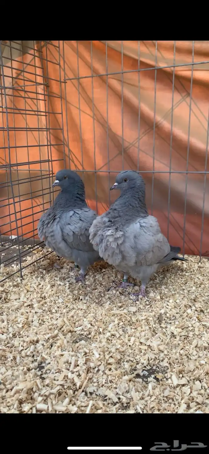 حمام فرش بارلس 0