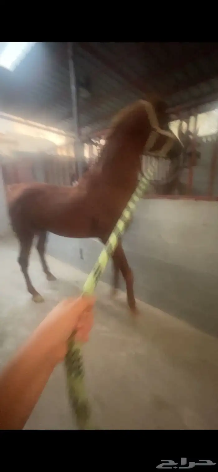 حصان مصري حصان واهو 2