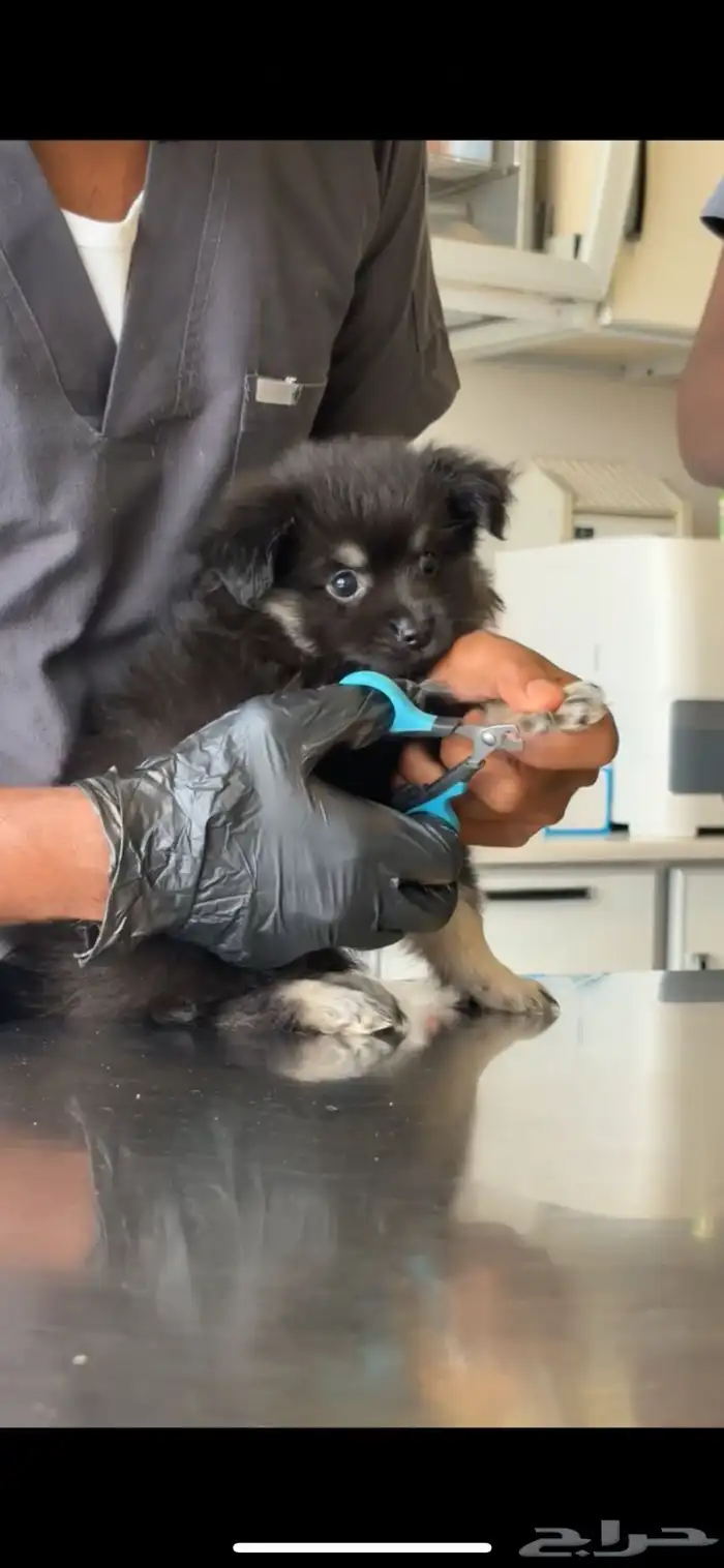 كلب بومرينيان 3