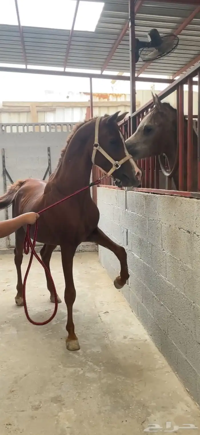 حصان مصري حصان واهو 0