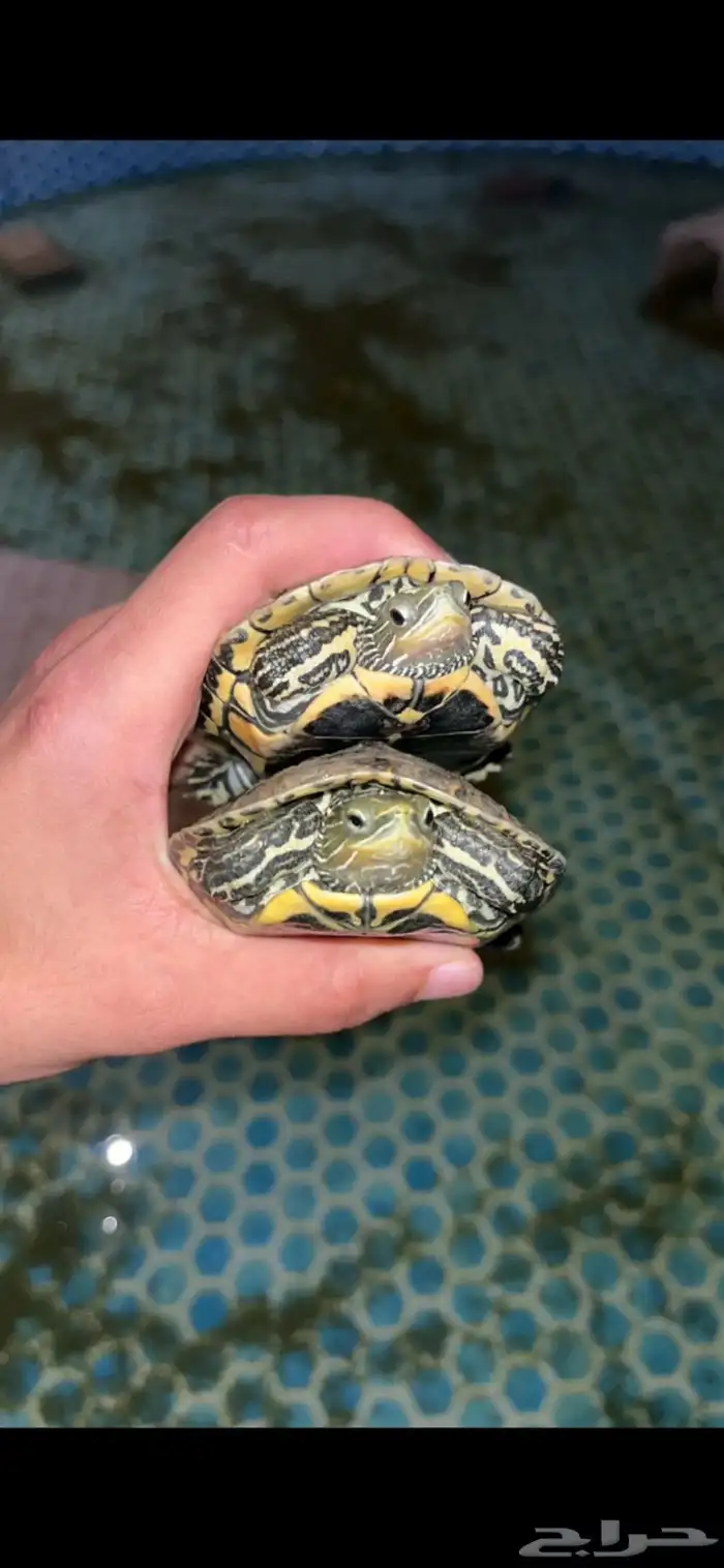 سلاحف برمائيه وسمك زينه مولي 0