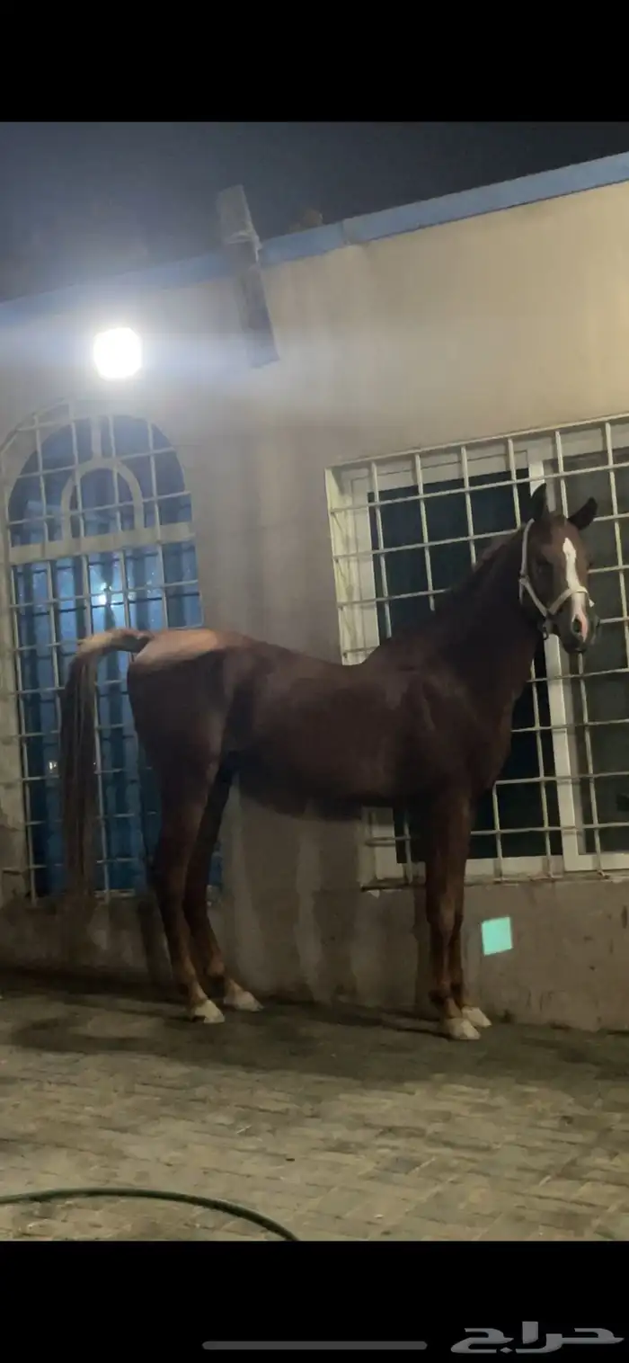 حصان مصري حصان واهو 1