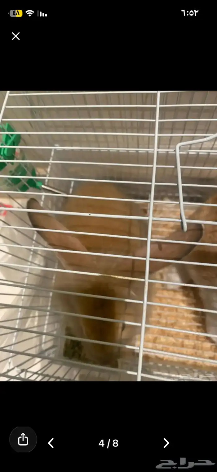 أرنبين للبيع نوع فرنسي 3