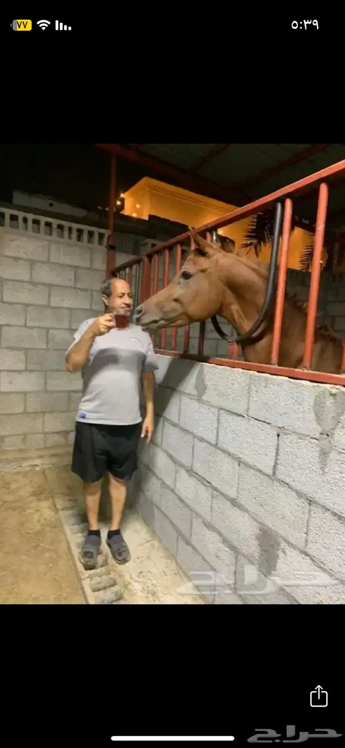 حصان مصري حصان واهو 6