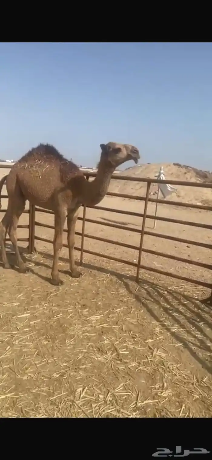 قعودين بيع جمله 10800 3