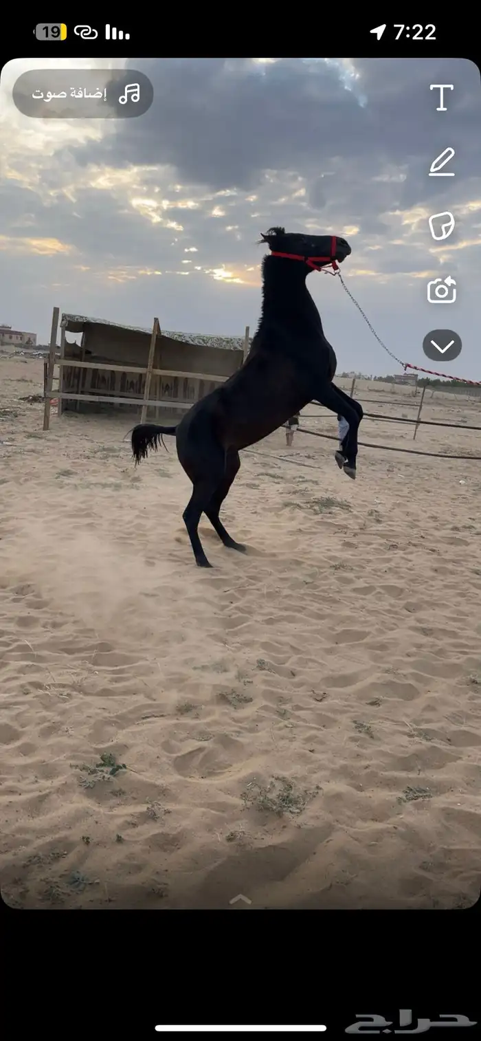 فرس  شعبية للبيع 8