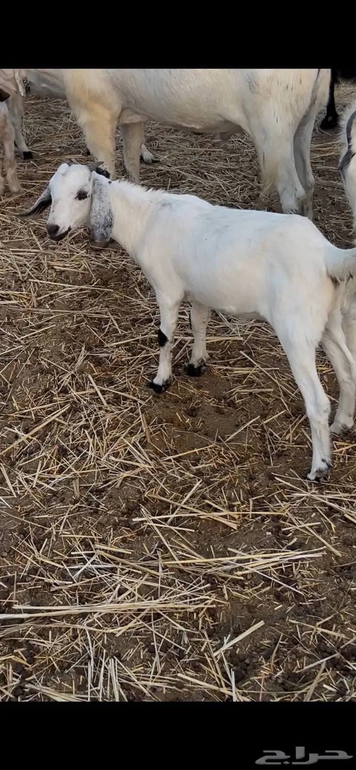 معزا متابيع ودفيع 2