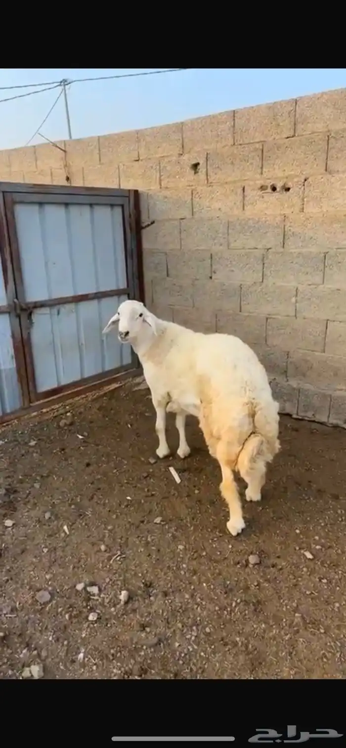 خروف حري صنف 1