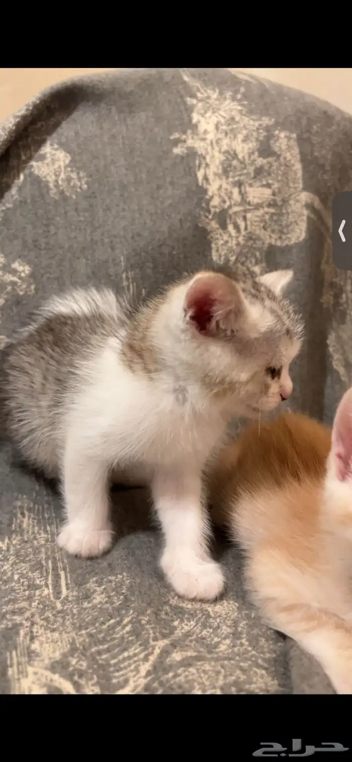 قطط شيرازي هجين برتش للبيع مو للتبني 1