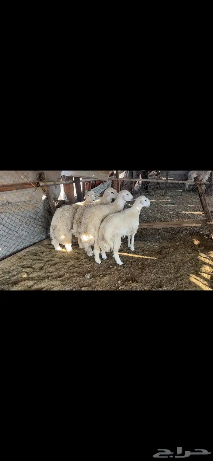 طليان حري جبر 3