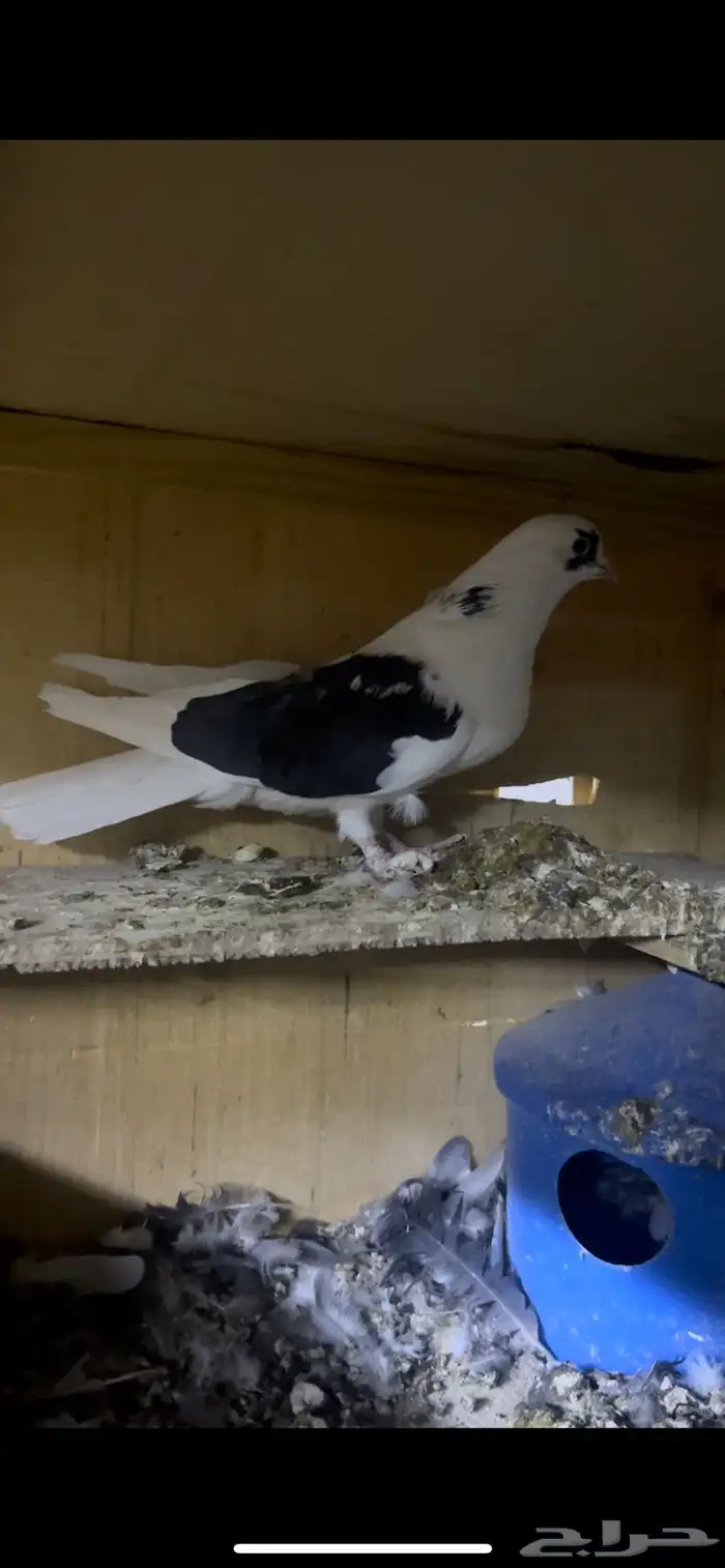 حمام قطيفي للبيع 1