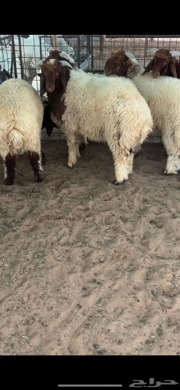 5 طليان نعيم 1