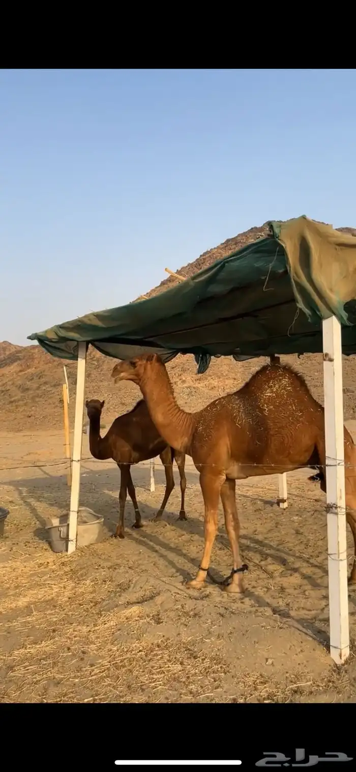 مشروع فحل ساحلي فاااخر 2