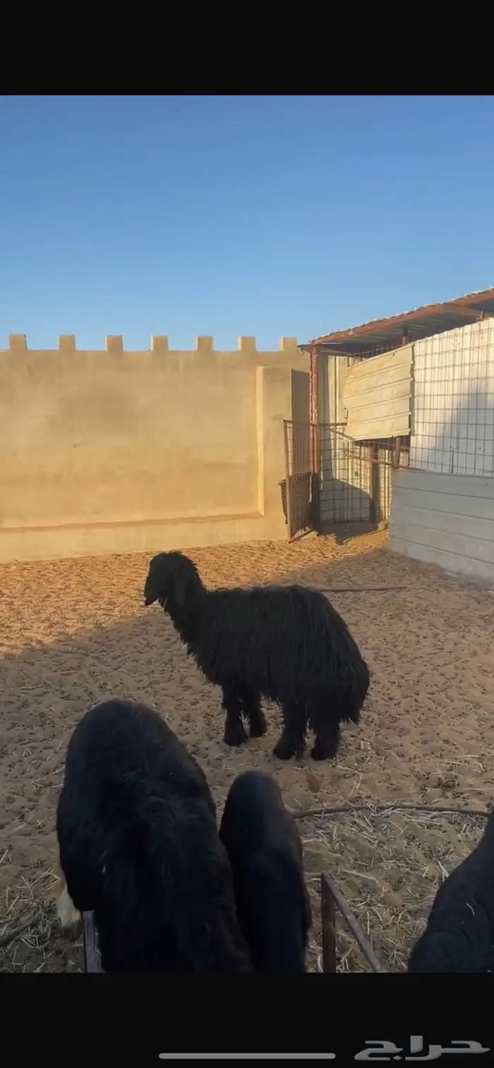 رخال غنم عرب تامات بصحة جيدة 0