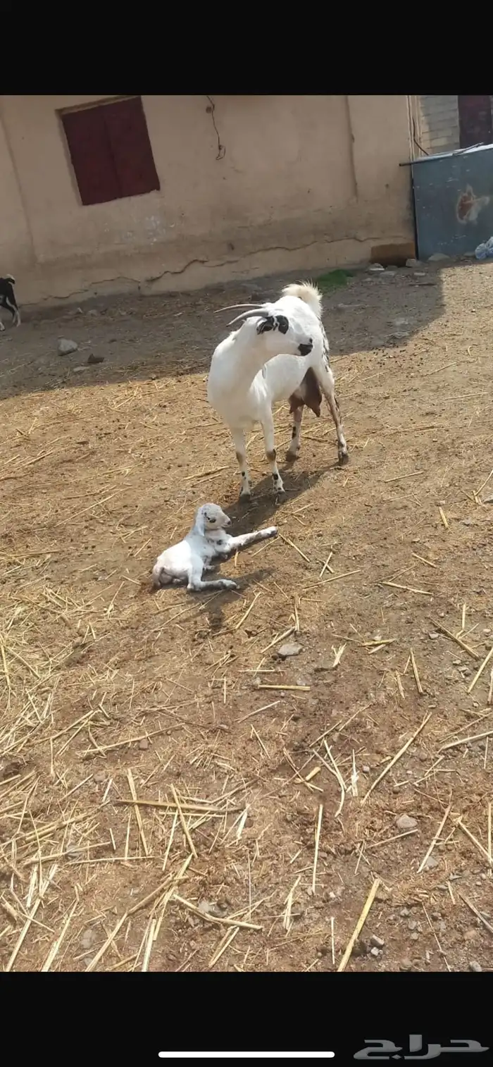 معزا بيشيات صنف الصنف 1