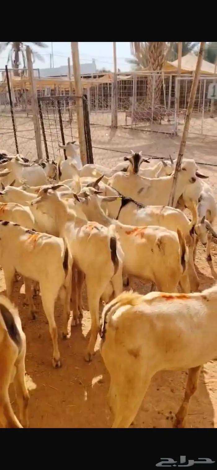 تيوس بالجملة حلال نظيف ونخب أول 0