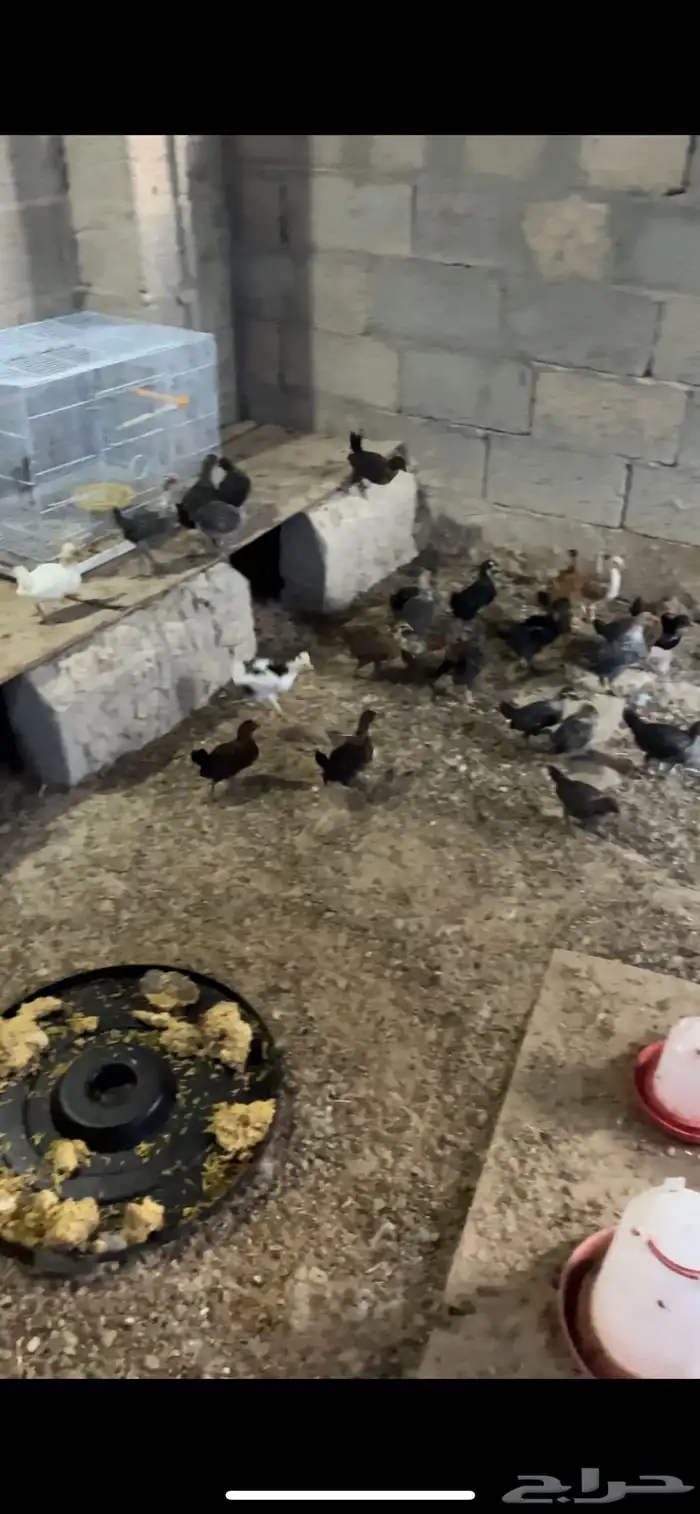 صوص بلدي و فيومي 1