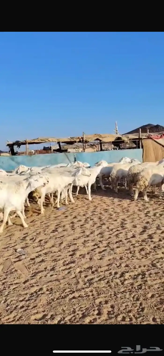 للبيع ضان حرش مراح واحد العدد51 تحتها 50 2