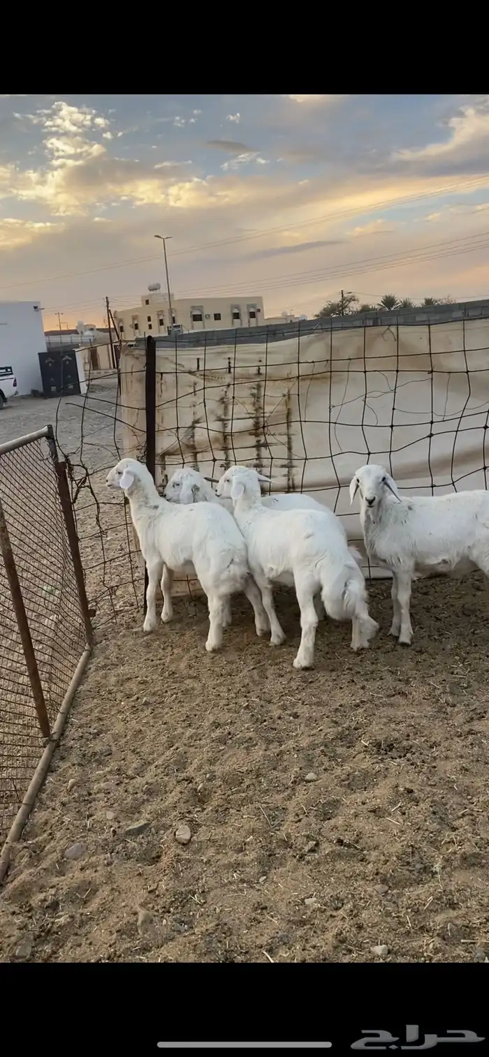 طليان ((تم البيع ) 2