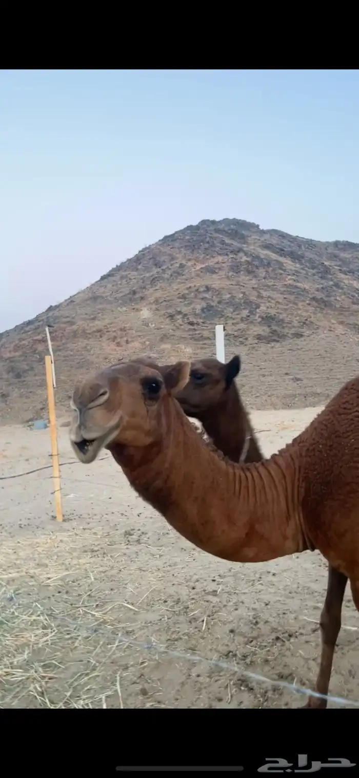 مشروع فحل ساحلي فاااخر 6