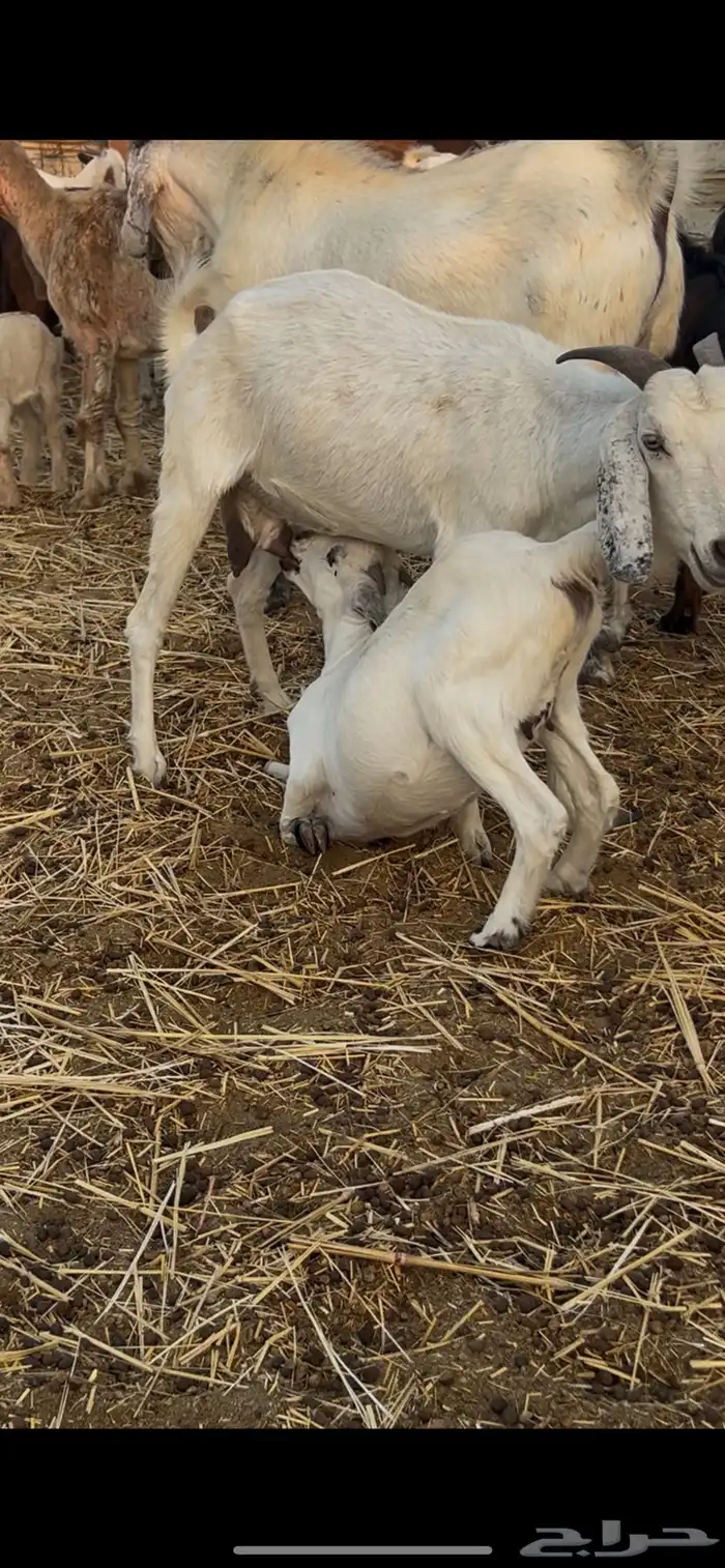 معزا متابيع ودفيع 0