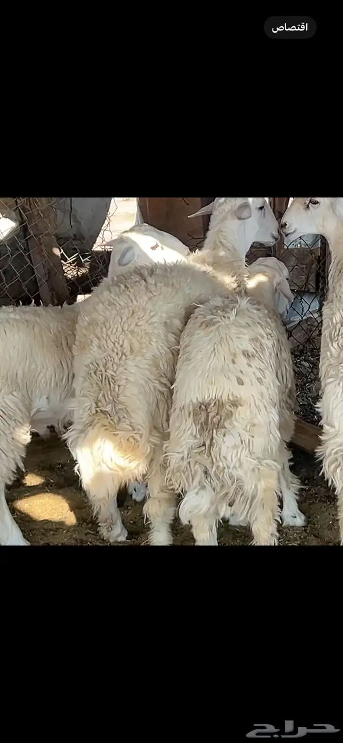 طليان حري جبر 0