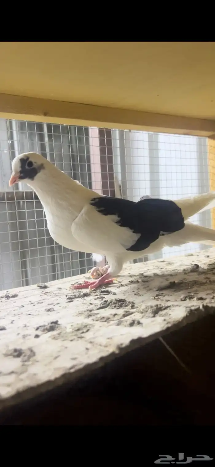 حمام قطيفي للبيع 4