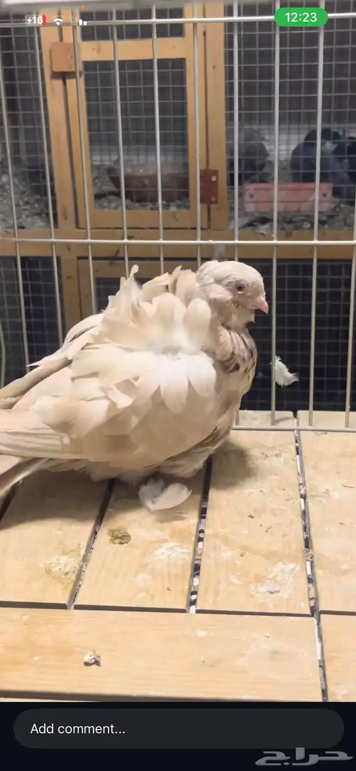 كشكش كشكي 11