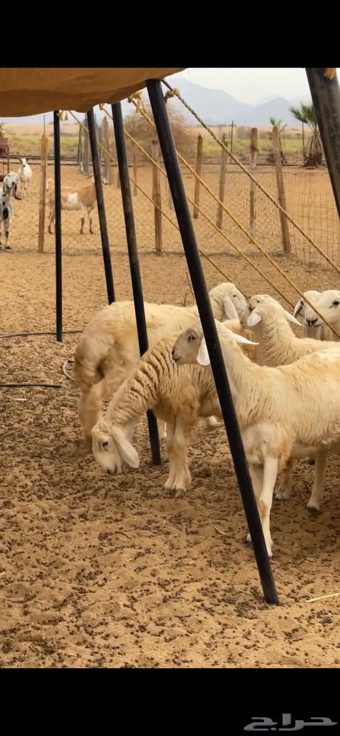 طليان حريه 2