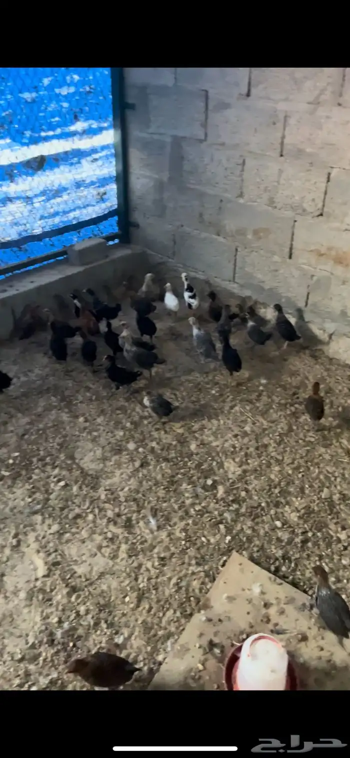 صوص بلدي و فيومي 2