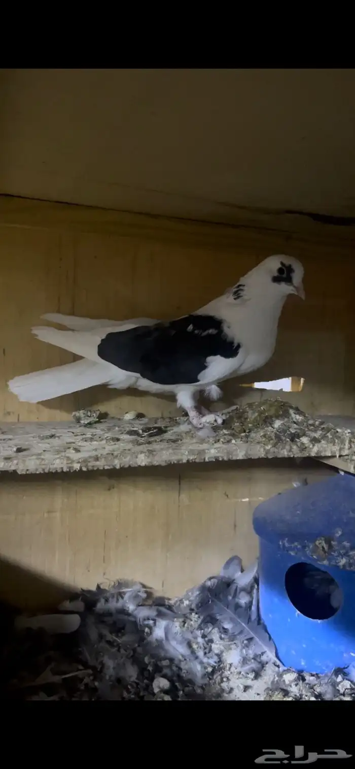 حمام قطيفي للبيع 2