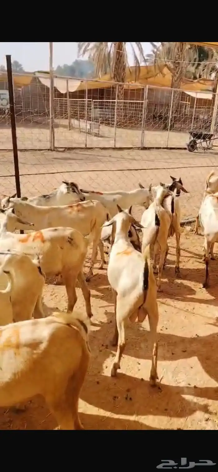 تيوس بالجملة حلال نظيف ونخب أول 2