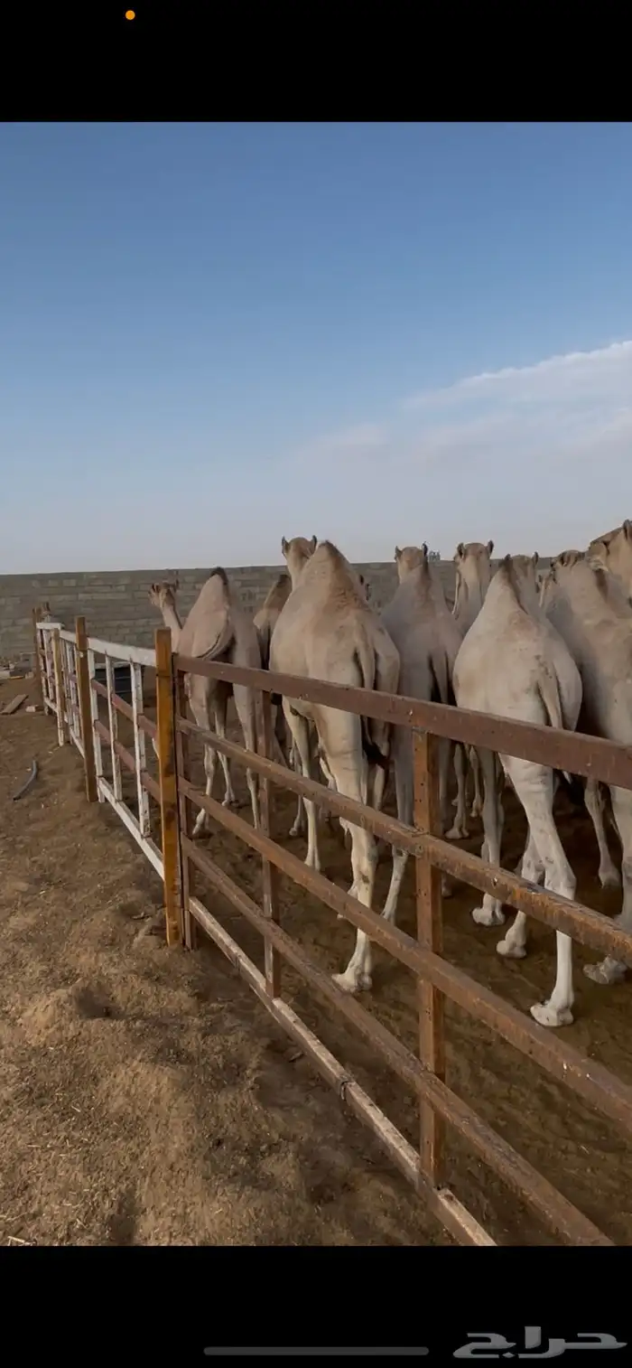 للبيع حشو سواكن فل شحم مرباه اكثر من 4 شهور 1