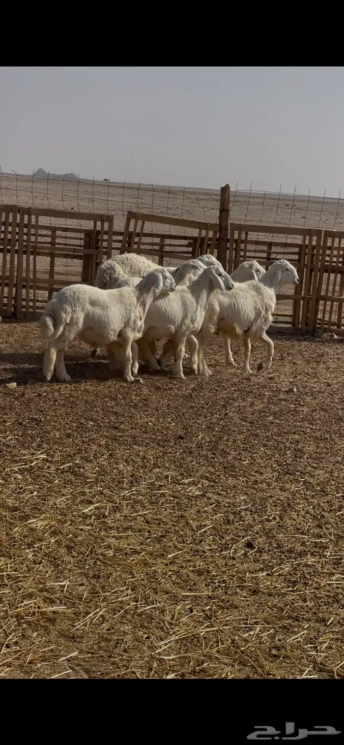 للبيع خرفان 1