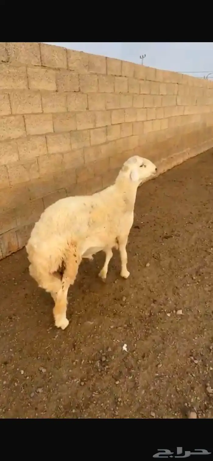 خروف حري صنف 4