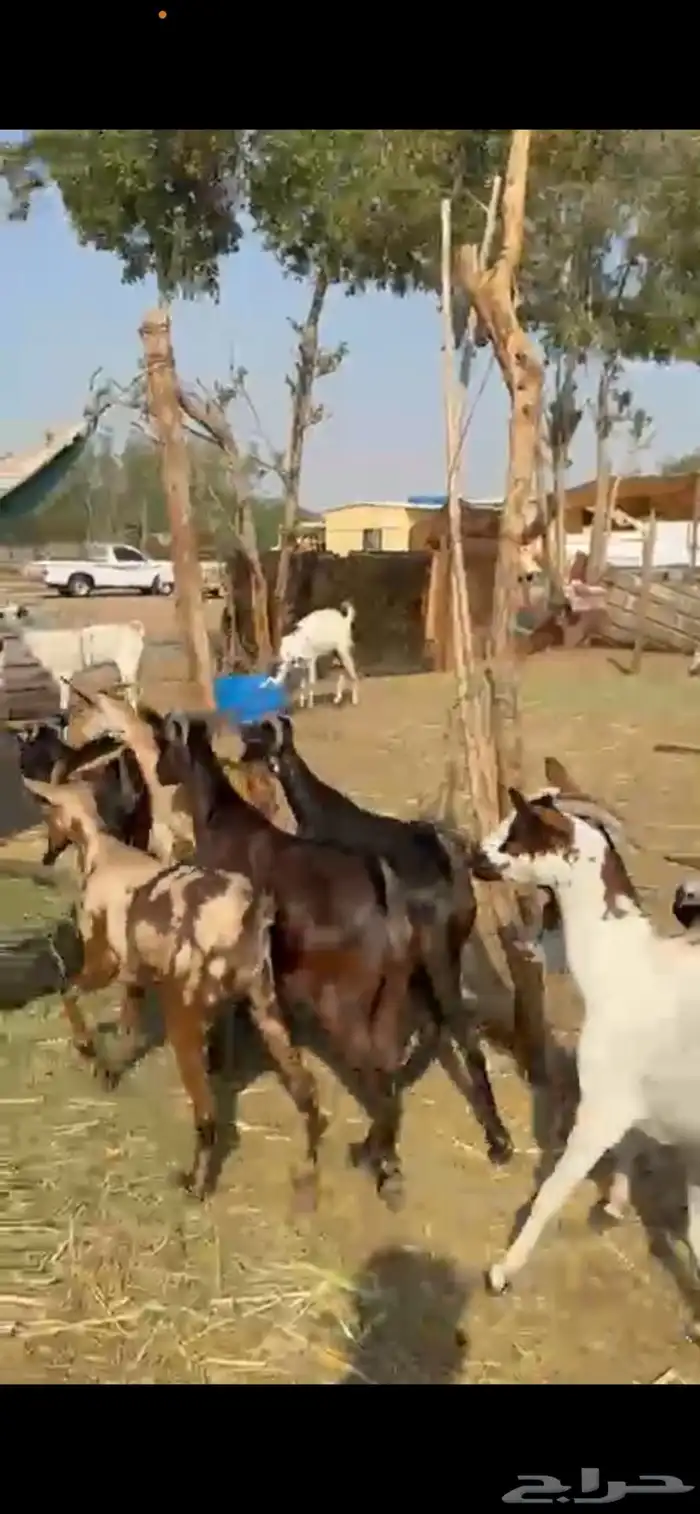 12 معزا جنوبيات دفيع حمر ع540ريال 5