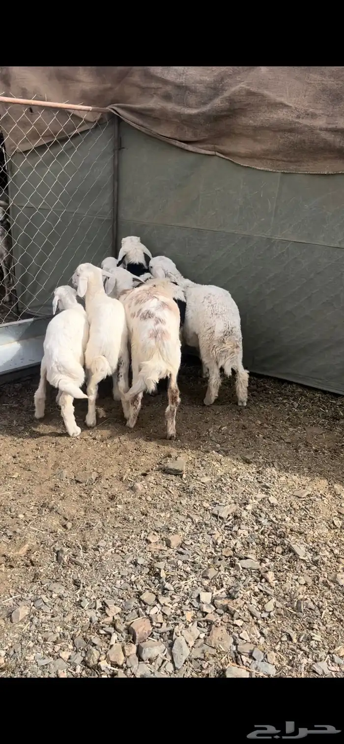 طليان ذبايح 0