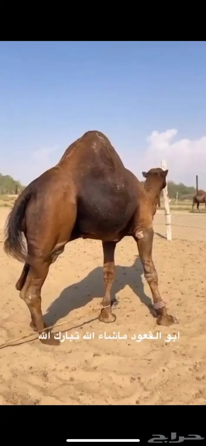 مشروع فحل ساحلي فاااخر 9