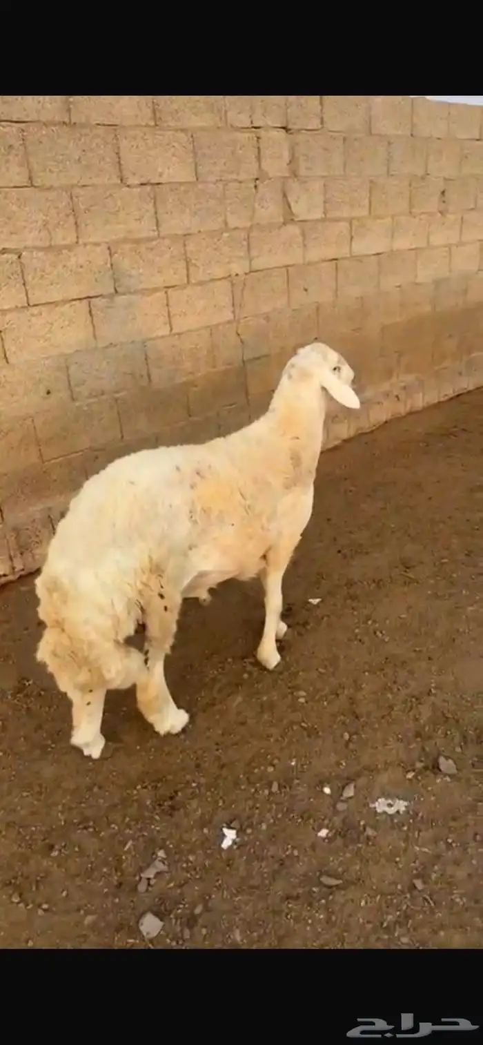 خروف حري صنف 2