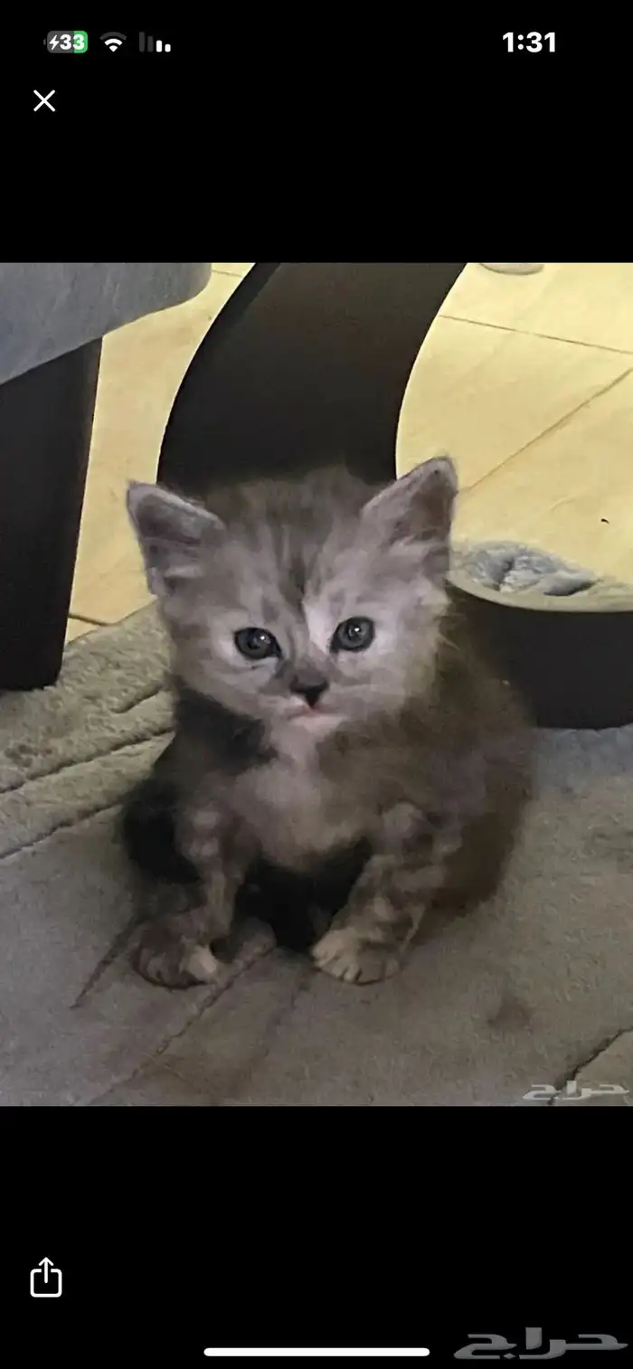 قطه صغيره للبيع 0