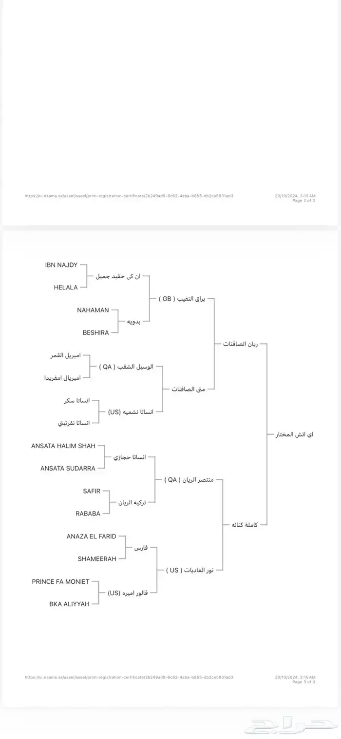 حصان مصري بيور شييخ 6
