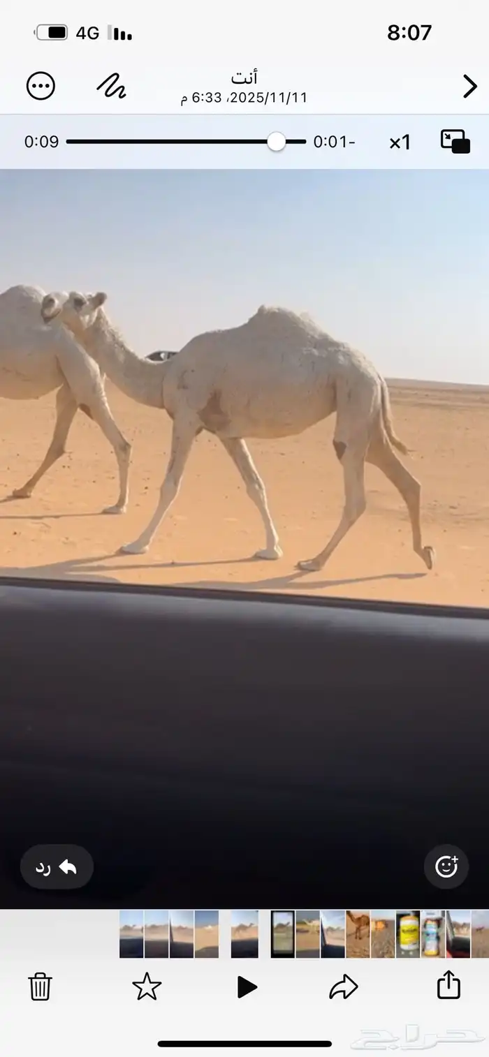 للبيع بكره الوضحا لقيه ابوها رماني 0