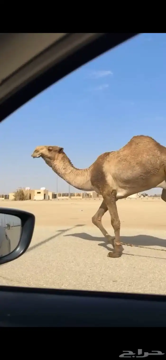 للبيع قعود اصفر ثني 2