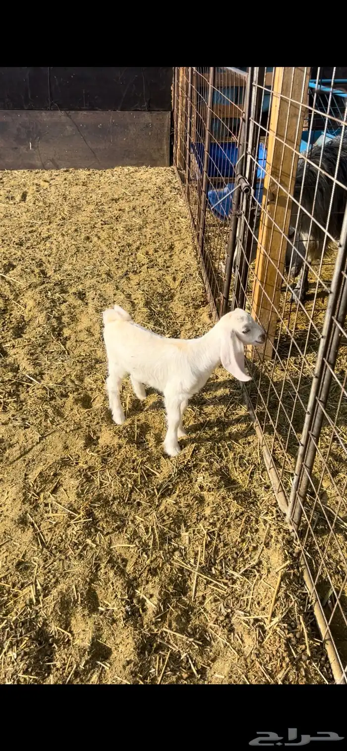 داغور ماعز 0