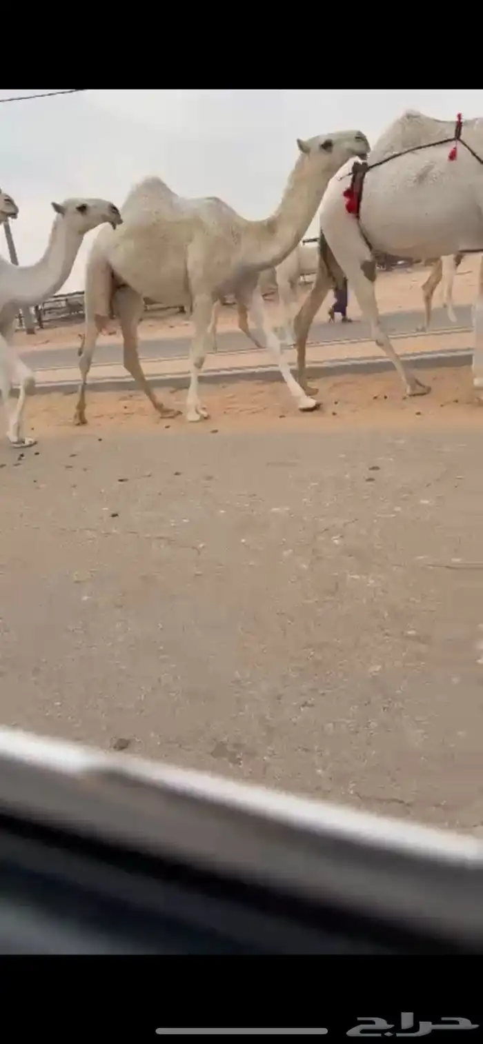 بكار حقايق رمانيات كفوو ونضاف 0