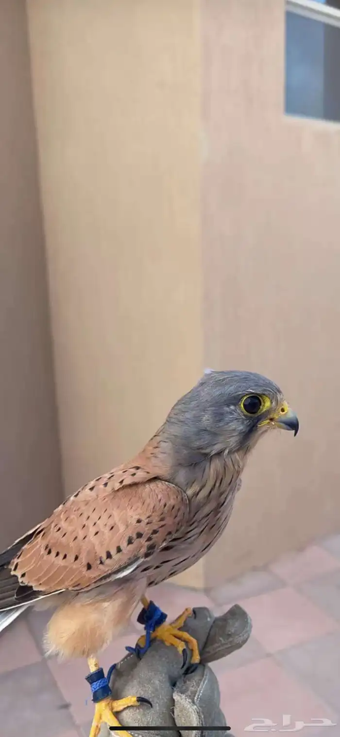 شبوط او باشق للبيع 0