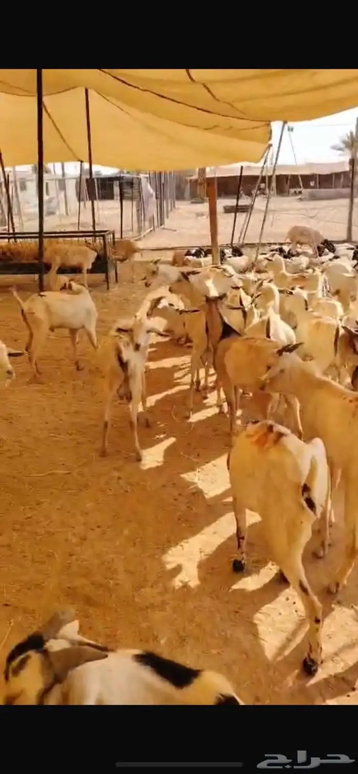 تيوس بالجملة حلال نظيف ونخب أول 4