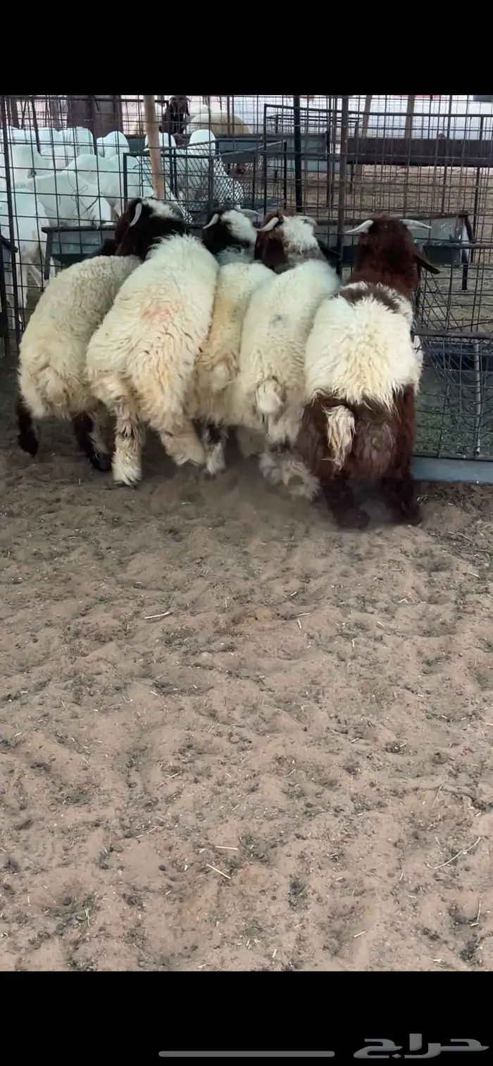 5 طليان نعيم 0